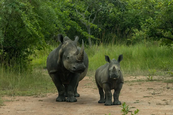 1 Day Ziwa Rhino Trekking